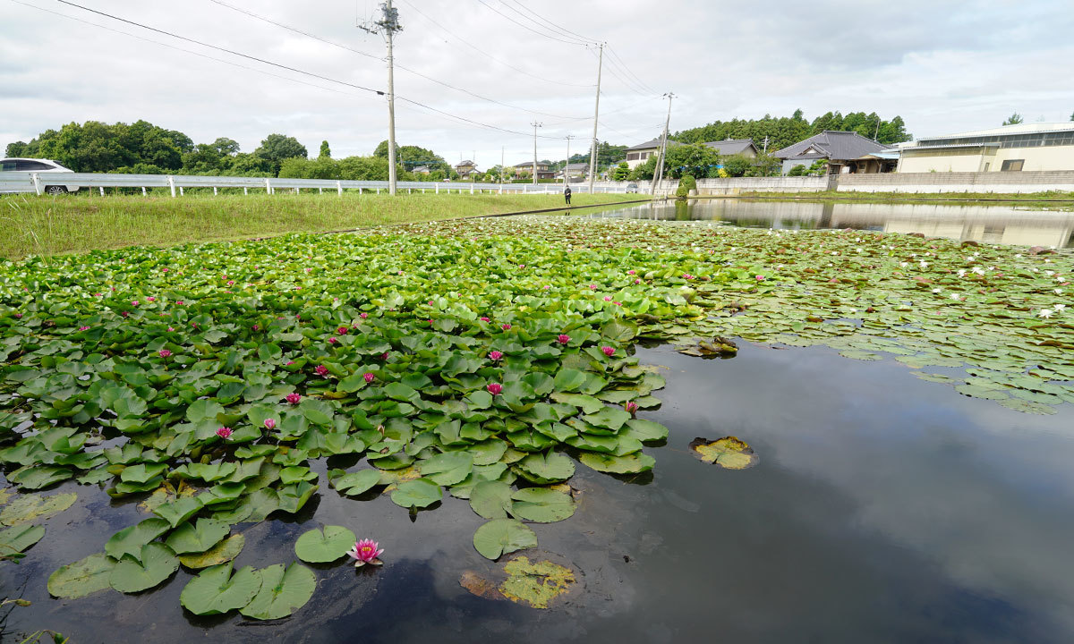 北山池緑地広場のスイレンの花・池のVRツアー