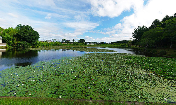 小美玉市のスイレンの花観光名所の北山池緑地広場のVRツアー