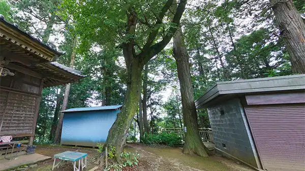 小美玉市の竹原神社の山桜と上溝桜VRツアー