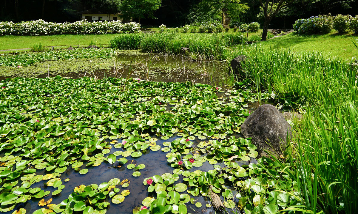 小美玉市のやすらぎの里小川・万寿池のスイレンの花・池のVRツアー