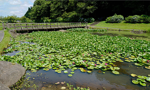 小美玉市のスイレンの花観光名所のやすらぎの里小川・万寿池のVRツアー
