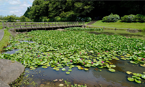 小美玉市のスイレンの花観光名所のやすらぎの里小川・万寿池のVRツアー