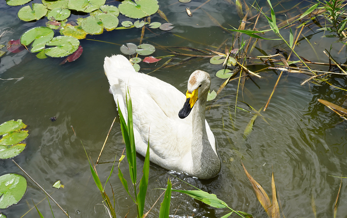 茨城県小美玉市の夏の池花池の白鳥の近撮の様子