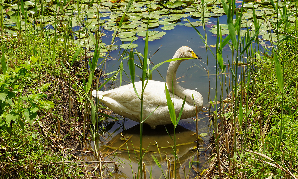 茨城県小美玉市の夏の池花池の白鳥の１羽たたずむ様子