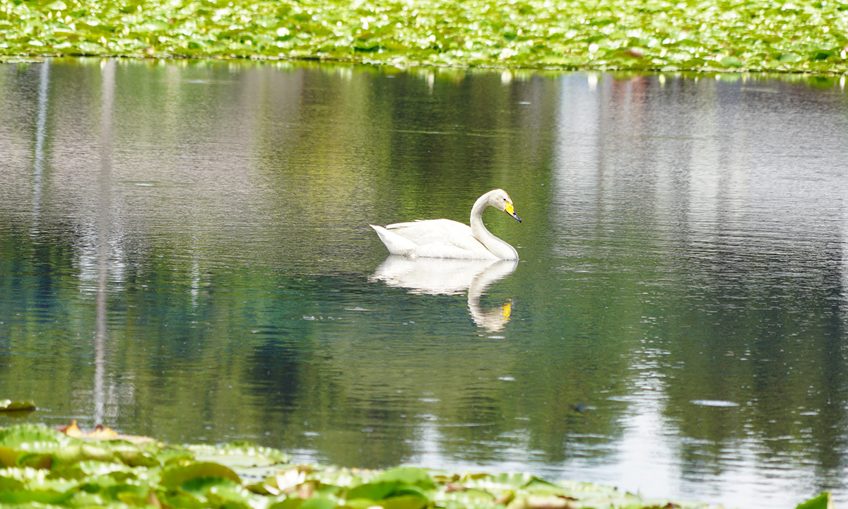 小美玉市の池花池の夏の白鳥とスイレンの様子