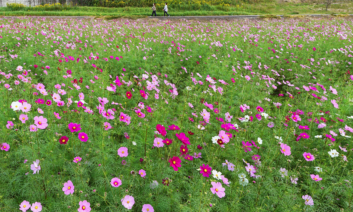 茨城県小美玉市希望ケ丘公園のコスモス畑の東側景観