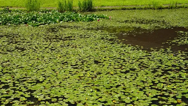 やすらぎの里小川・万寿池のアサザ