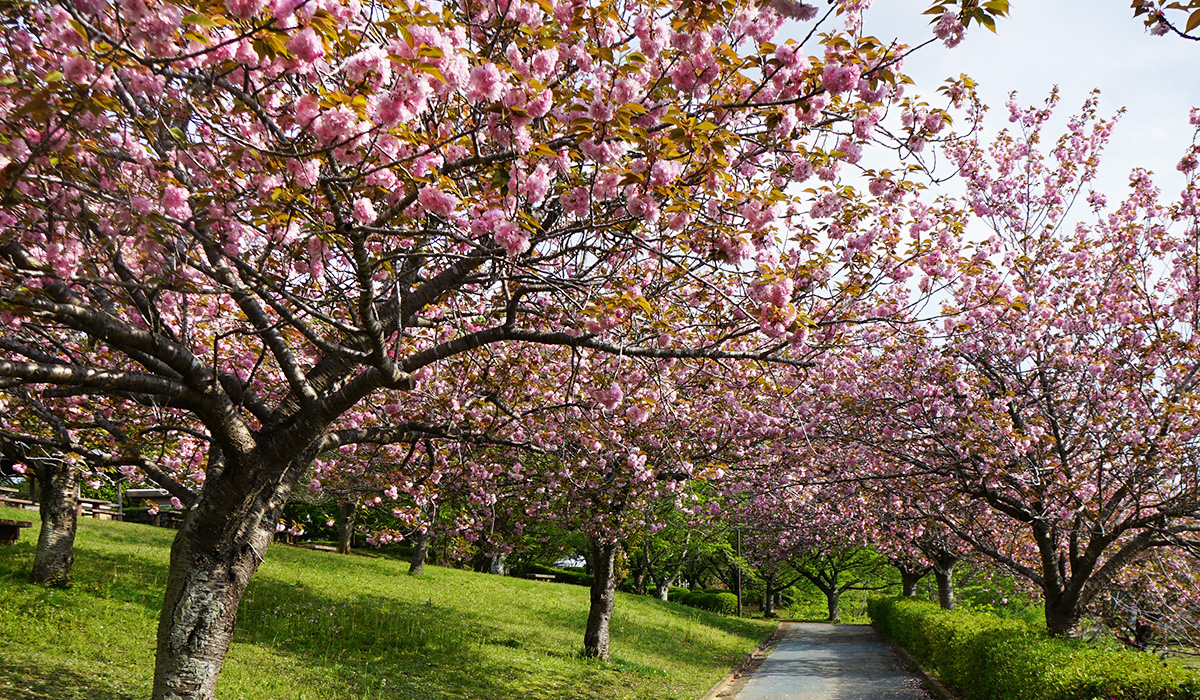 小美玉市の希望ケ丘公園の桜