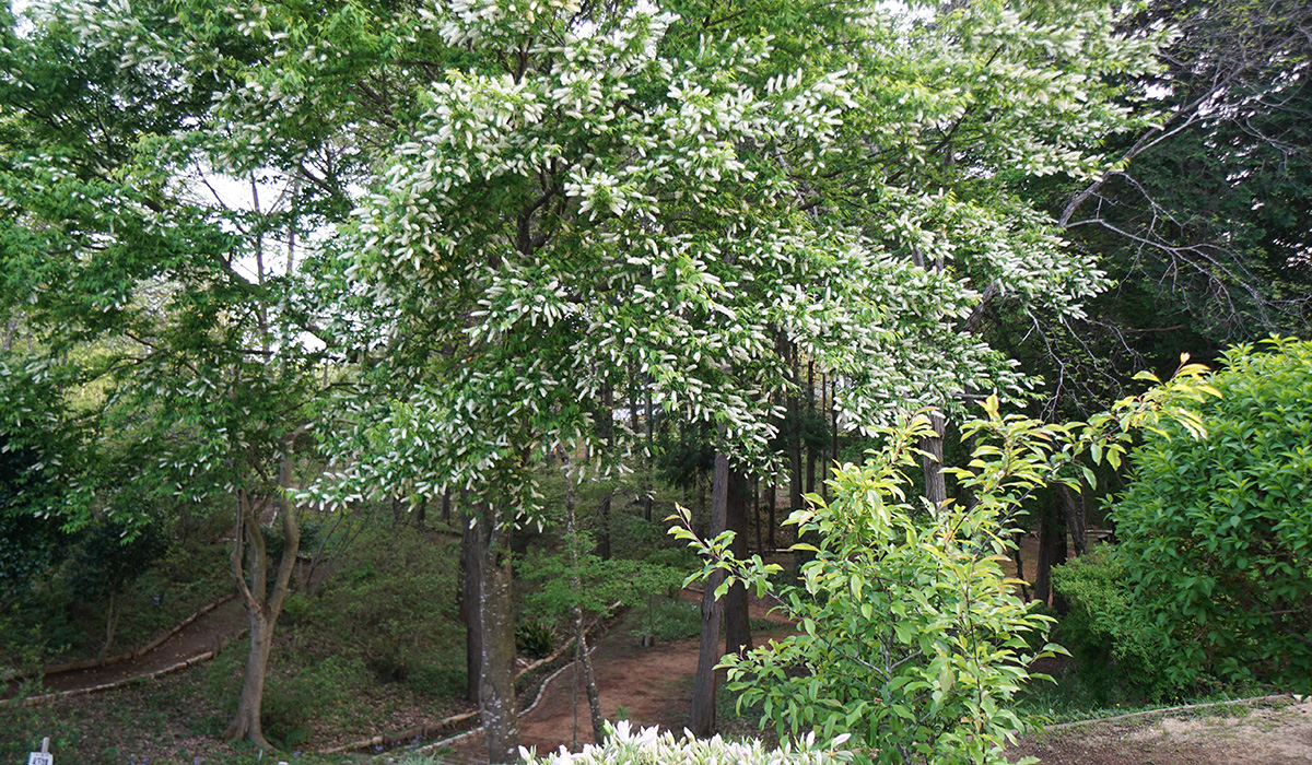 茨城県小美玉市のやすらぎの里小川の上溝桜