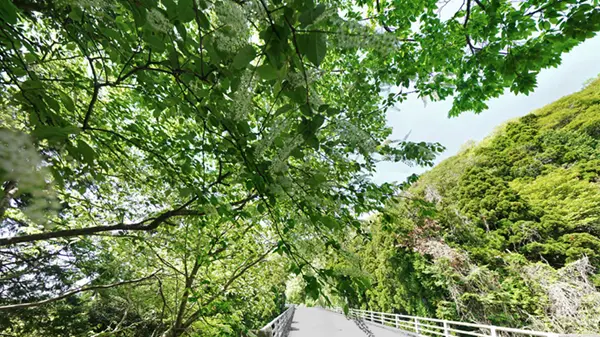 土浦市の花見おすすめスポットフルーツライン・竜雲橋上溝桜のVRツアー