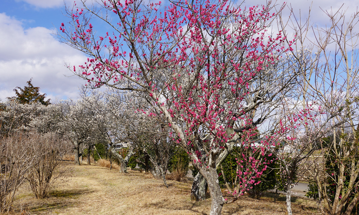 茨城県常総市の大生郷天満宮の梅林の開花状況