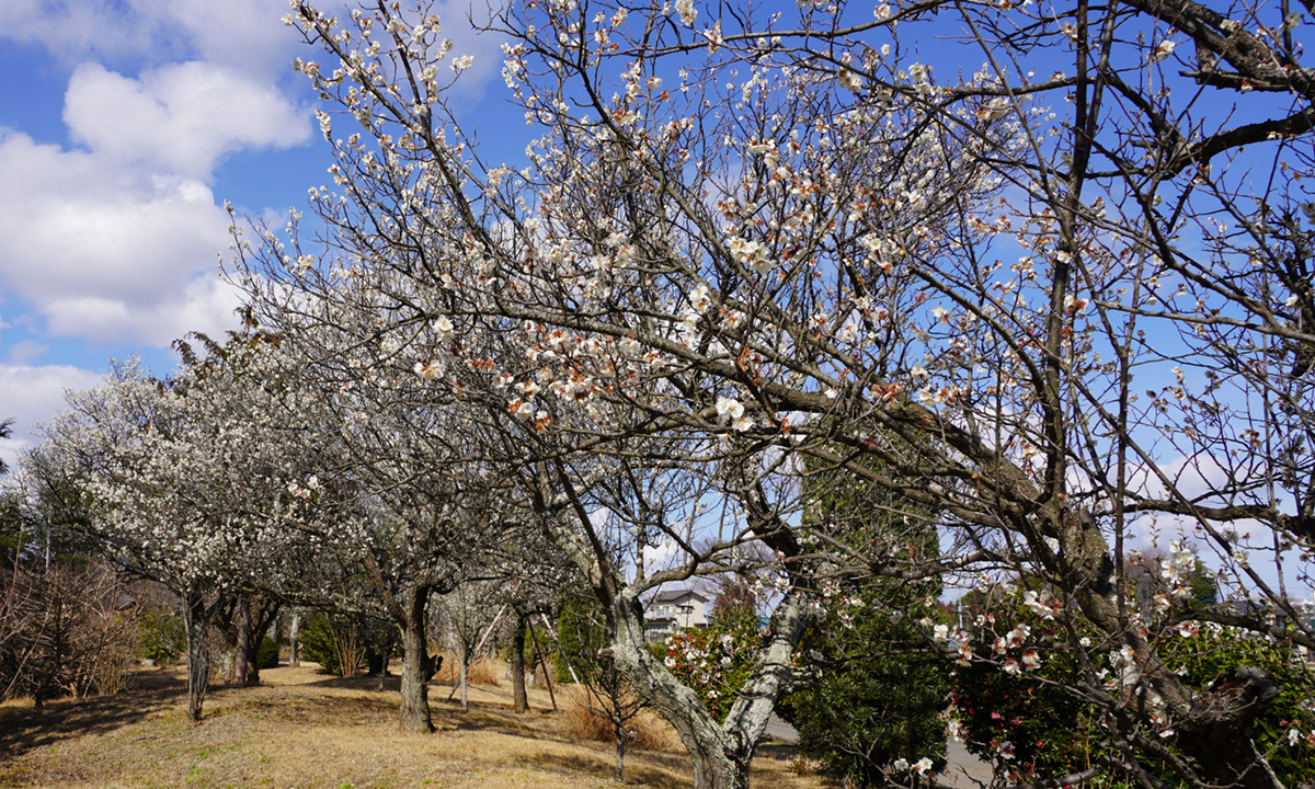 大生郷天満宮の梅林の中央付近の梅の開花の様子