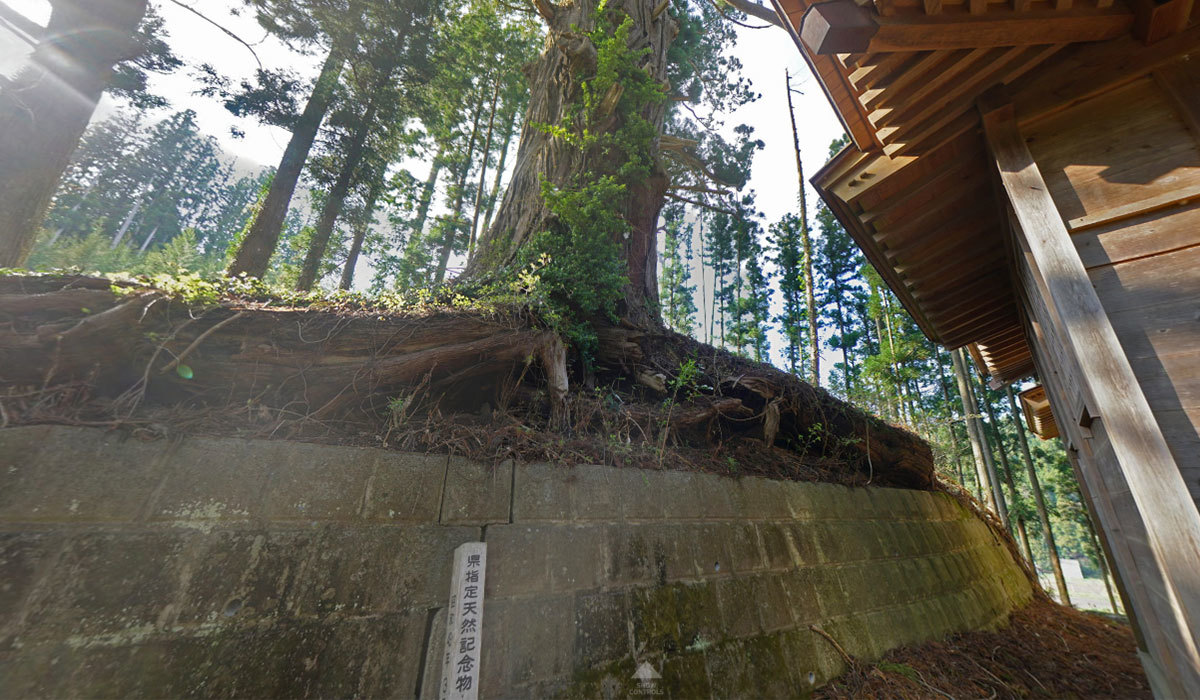 茨城県高萩市の名木観光スポットの大塚神社のスギ巨木