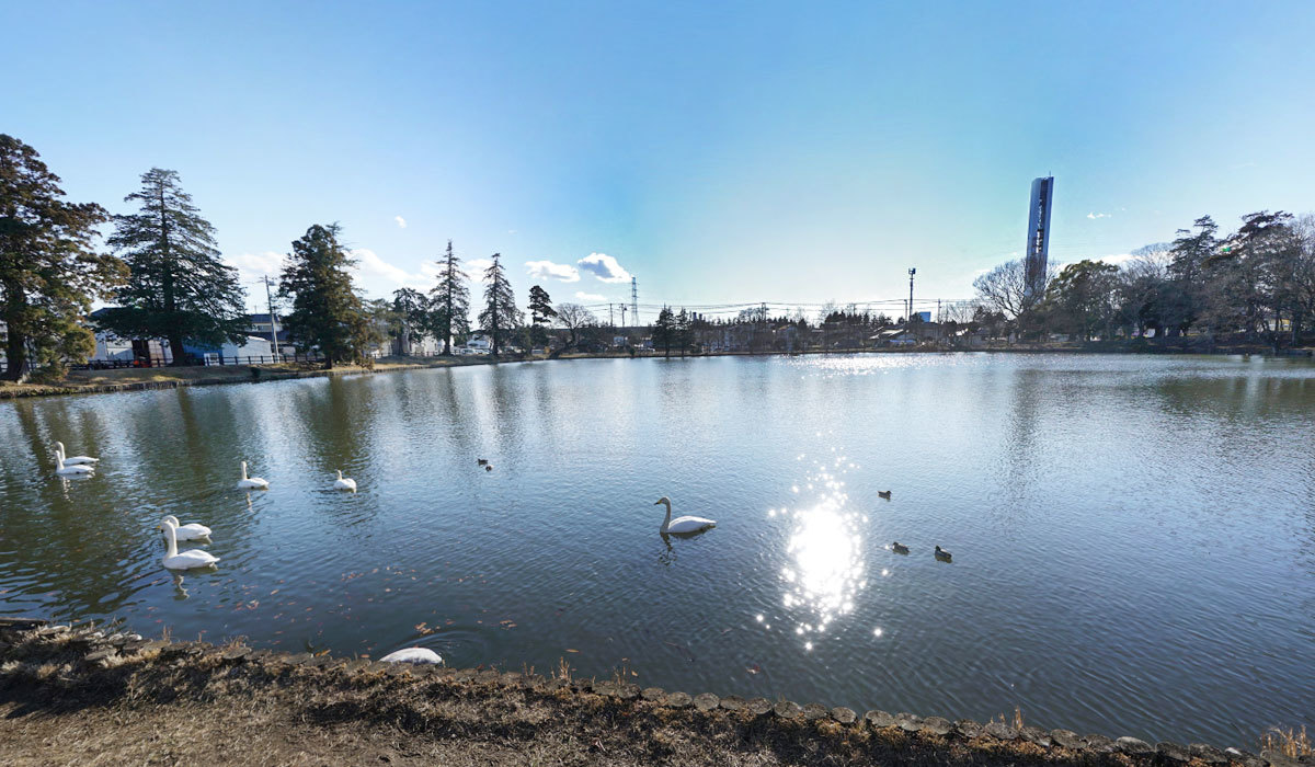 ひたちなか市の白鳥飛来地おすすめスポットの大島公園