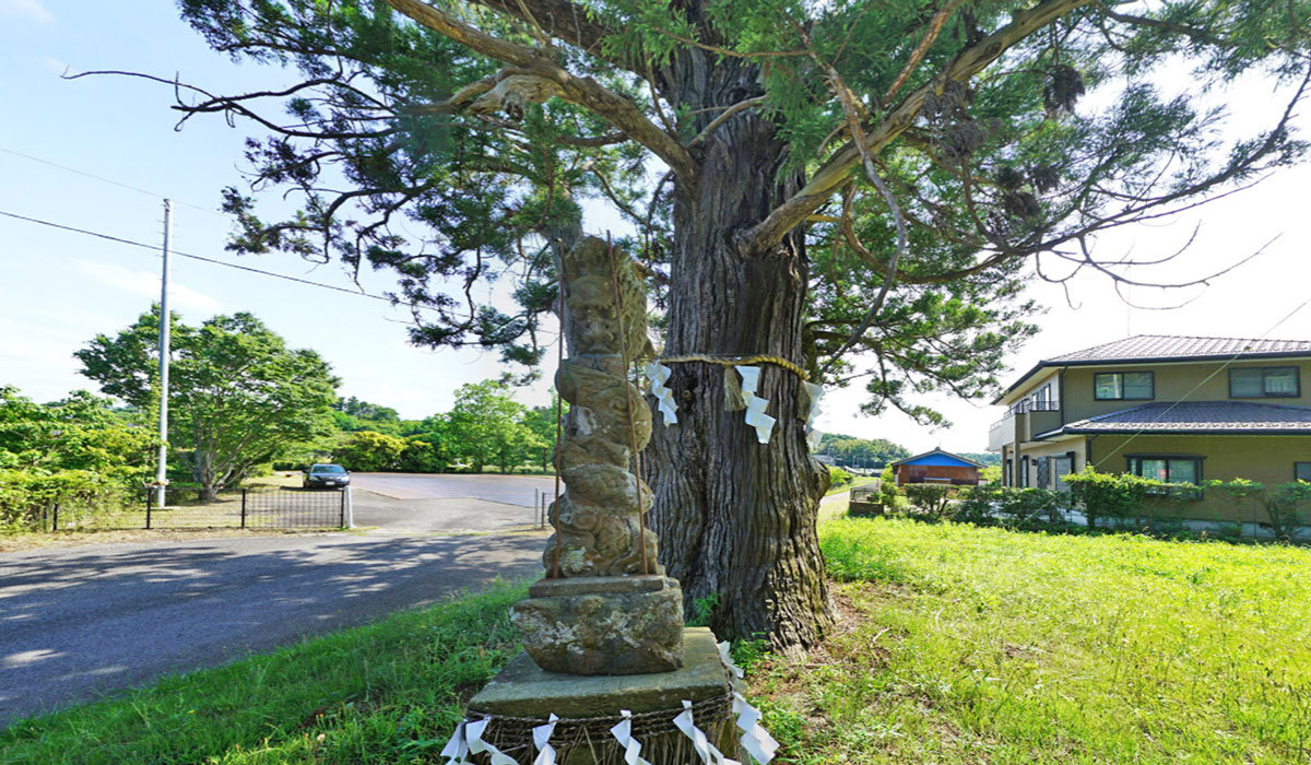 稲敷市巨木おすすめスポットの大杉神社臨時駐車場の大杉