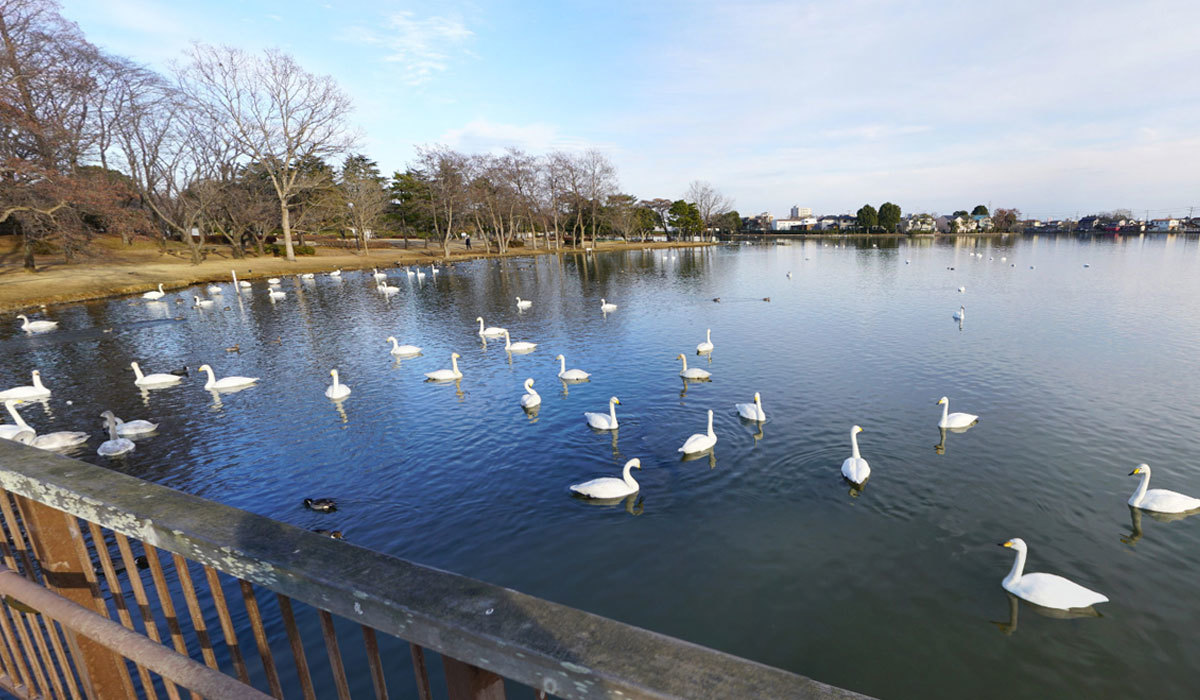 水戸市の白鳥飛来地おすすめ観光スポットの大塚池の白鳥の案内VRツアー