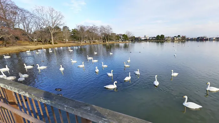 水戸市の白鳥飛来地おすすめ観光スポットの大塚池の白鳥
