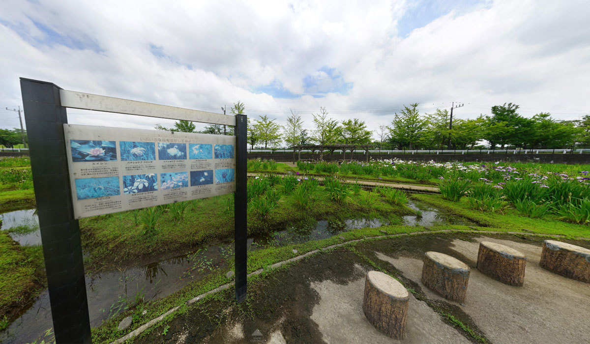 土浦市おすすめ観光スポット乙戸水生植物園 花菖蒲