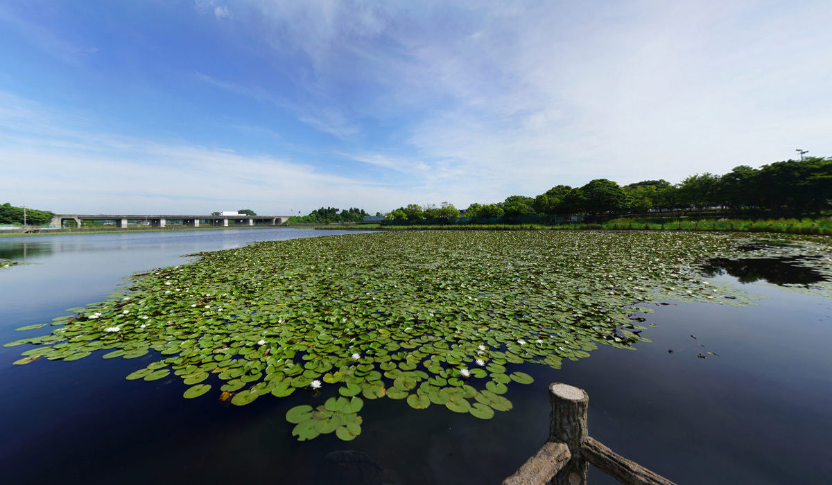 土浦市卸町のスイレンおすすめスポットの乙戸水生植物園のスイレン