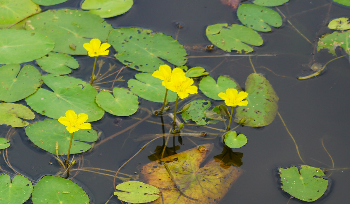 アサザの植物特性写真