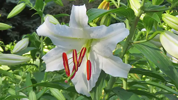 カサブランカの花の開花写真