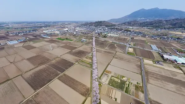 つくば市おすすめ観光スポットのりんりんロード北条の桜