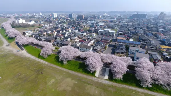 土浦市の桜川堤の桜・桜まつりの様子