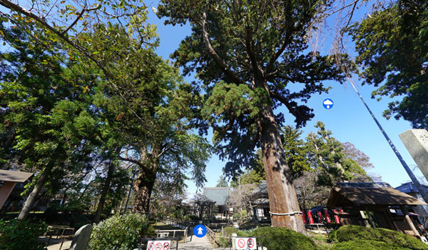 茨城県水戸市の巨木名木観光名所の六地蔵寺
