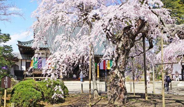 茨城県水戸市の六地蔵寺のしだれ桜