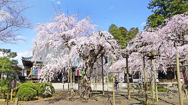 茨城県城里町の六地蔵寺のしだれ桜の開花写真