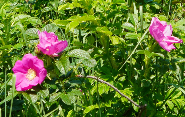 ハマナスの花・葉・茎・棘の様子