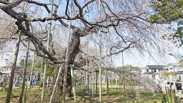 茨城県竜ケ崎市の般若院のしだれ桜・一本桜の開花写真