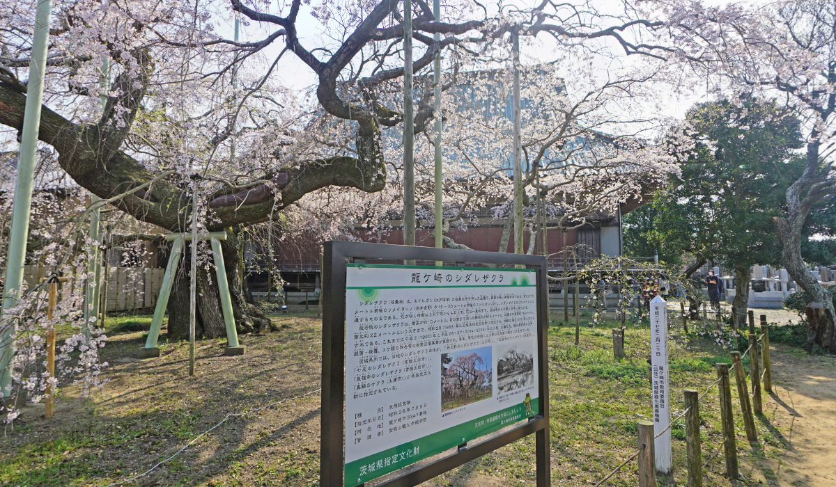 茨城県天然記念物の般若院のしだれ桜