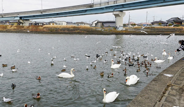 龍ケ崎市おすすめ白鳥飛来スポットの牛久沼