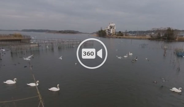 龍ケ崎市観光名所の牛久沼の白鳥の観光VR動画