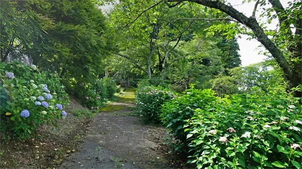 弾道左側の小径のあじさいの景観写真とVRツアーのリンク