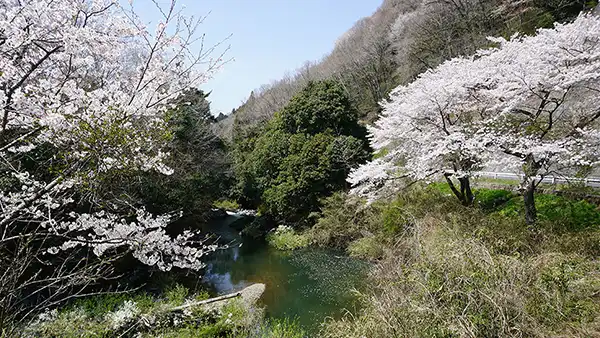 城里町の龍潭渕とうなぎ地蔵のしだれ桜VRツアー