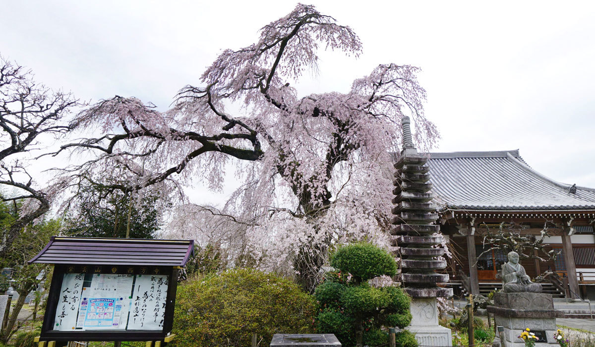 常陸大宮市の西方寺のしだれ桜VRツアー