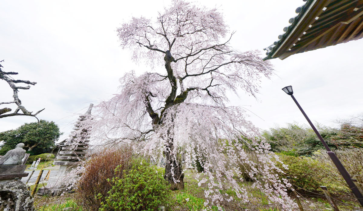 常陸大宮市の季節観光おすすめスポットの西方寺の枝垂れ桜の案内VRツアー