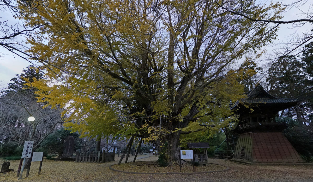 行方市おすすめ観光名所の西蓮寺の大イチョウ