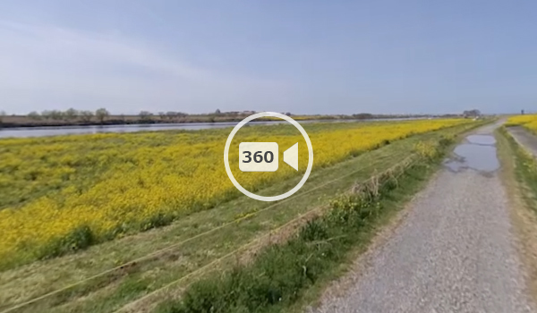 境町観光スポットの利根川河川敷の菜の花畑の観光VR動画