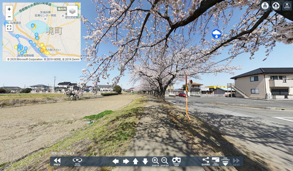 境町宮本町の桜並木VRツアー
