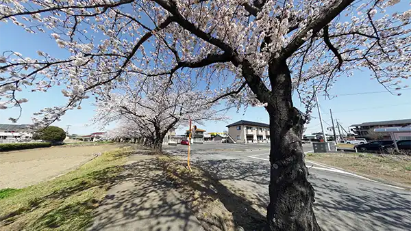 境町宮本町の桜並木VRツアー