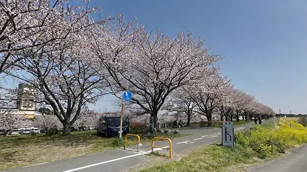 境町の利根川桜堤VRツアー