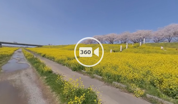 境町観光スポットの利根川の葉の花畑の観光VR動画