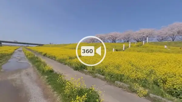 境町観光スポットの利根川の葉の花畑の観光VR動画