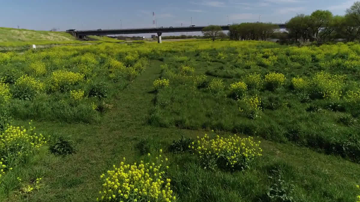 利根川菜の花動画のサムネイル