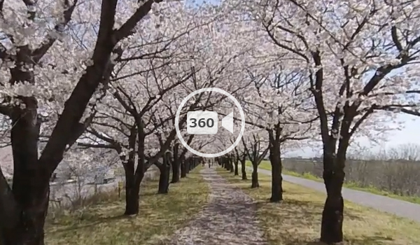 境町の利根川桜堤の360度動画