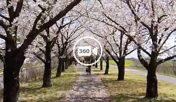境町観光スポットの利根川河川敷の桜堤の観光VR動画