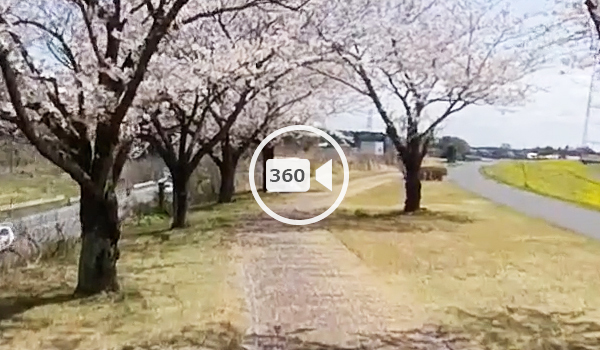境町おすすめ花見スポットの境大橋傍の桜並木の観光VR動画